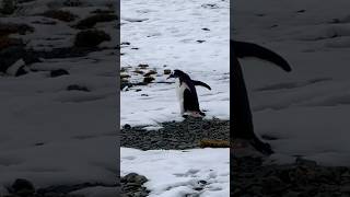 Two Penguins Going on an Adventure #shorts