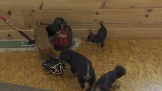 Wilma Yoders Toy Fox Terrier Mix Puppies