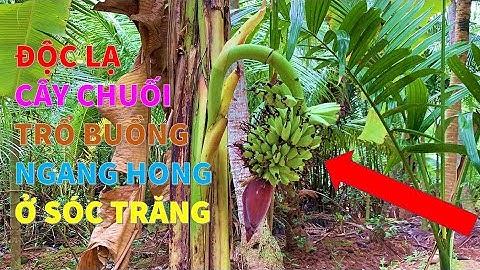 Độc Lạ Cây Chuối Trổ Buồng Ngang Hong | TAN - SOC TRANG