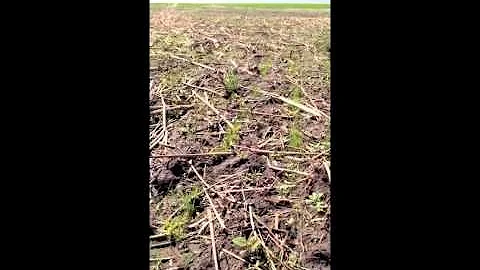 Garrison Creeping Foxtail Dormant Seeding