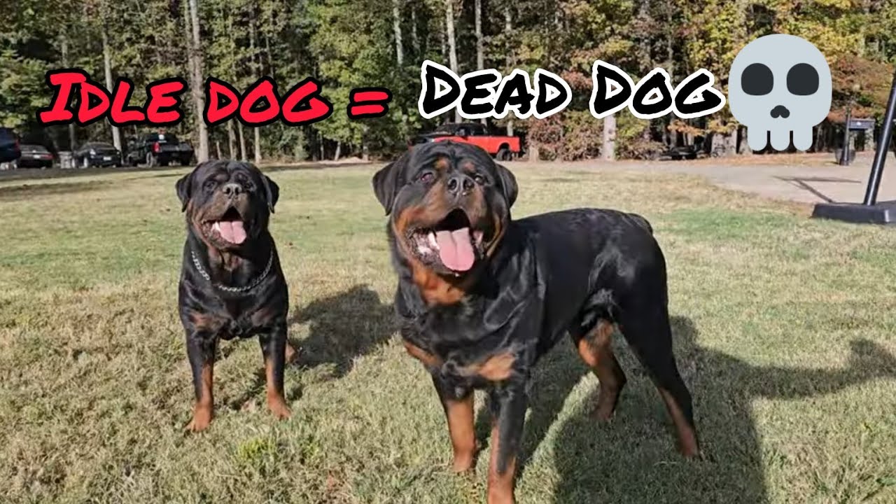 Idle Rottweilers = Dead Rottweilers YouTube