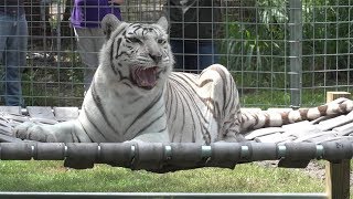 White Tiger Gets A New Bed