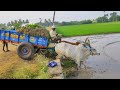 Bullock Cart Heavy Loaded Paddy Plants | bullock Cart Ride