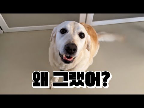 호텔링 할때마다 뒤끝있는 강아지