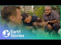 The Secret Life of The Rare Pygmy Three-Toed Sloth | Earth Stories