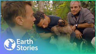 The Secret Life of The Rare Pygmy ThreeToed Sloth | Earth Stories