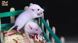 How To Make Tree House For Cute Pet Rat | the pet house