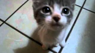 Kotik Smewno Krichit Spaces Ru