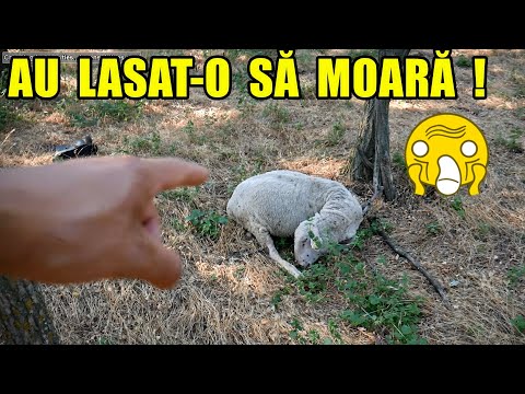 Video: Casă într-o Pădure De Pini