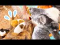 モルモット「私たちの恵方巻・・・」【エサ強奪事件発生】Animals eat new year sushi roll