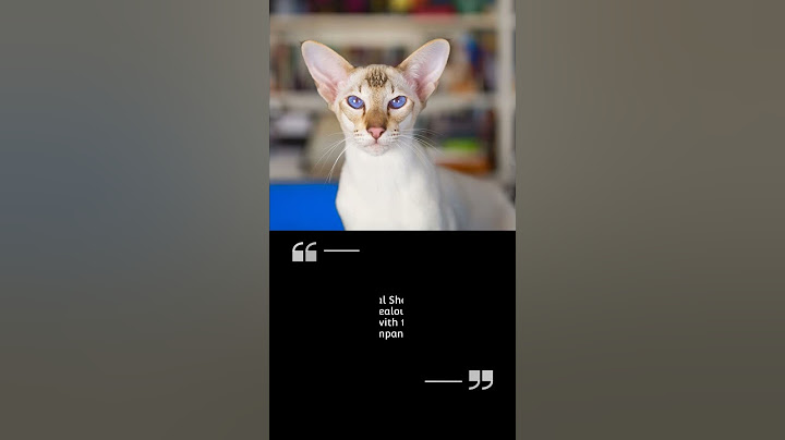 Watch the video about Oriental Short Hair Fun Facts and Traits#orential#shorthair#catlover#catshow#subscribe#shorts#fyp#fy