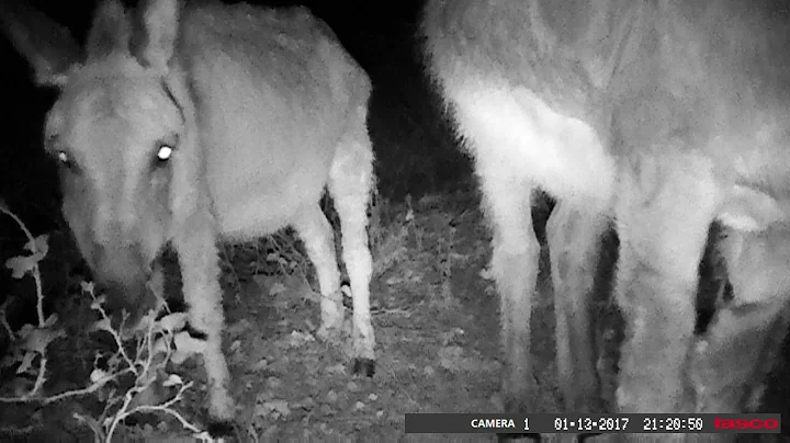 Donkeys from next door.