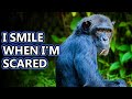 Chimpanzee facts: definitely not monkeys! | Animal Fact Files