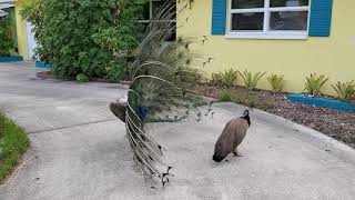 Peacock mating dance