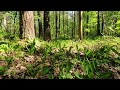 Forest Birds 🌲🐦 | Peaceful Nature Sounds | ASMR | 8 hours