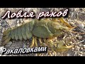 Ловля раков раколовками! Самая уловистая ,  простая приманка!!!