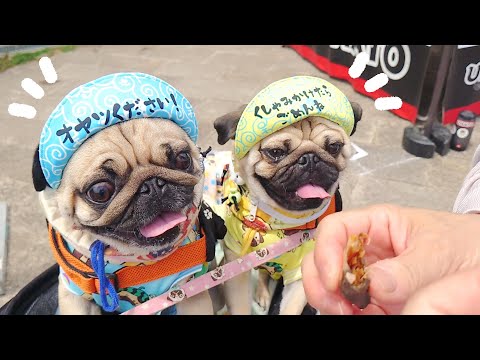 「オヤツください」帽子のおかげかいつもより試食をたくさんもらえました♪|Log in LOVE PET FESTA|パグのぺろぽん兄弟pug犬|