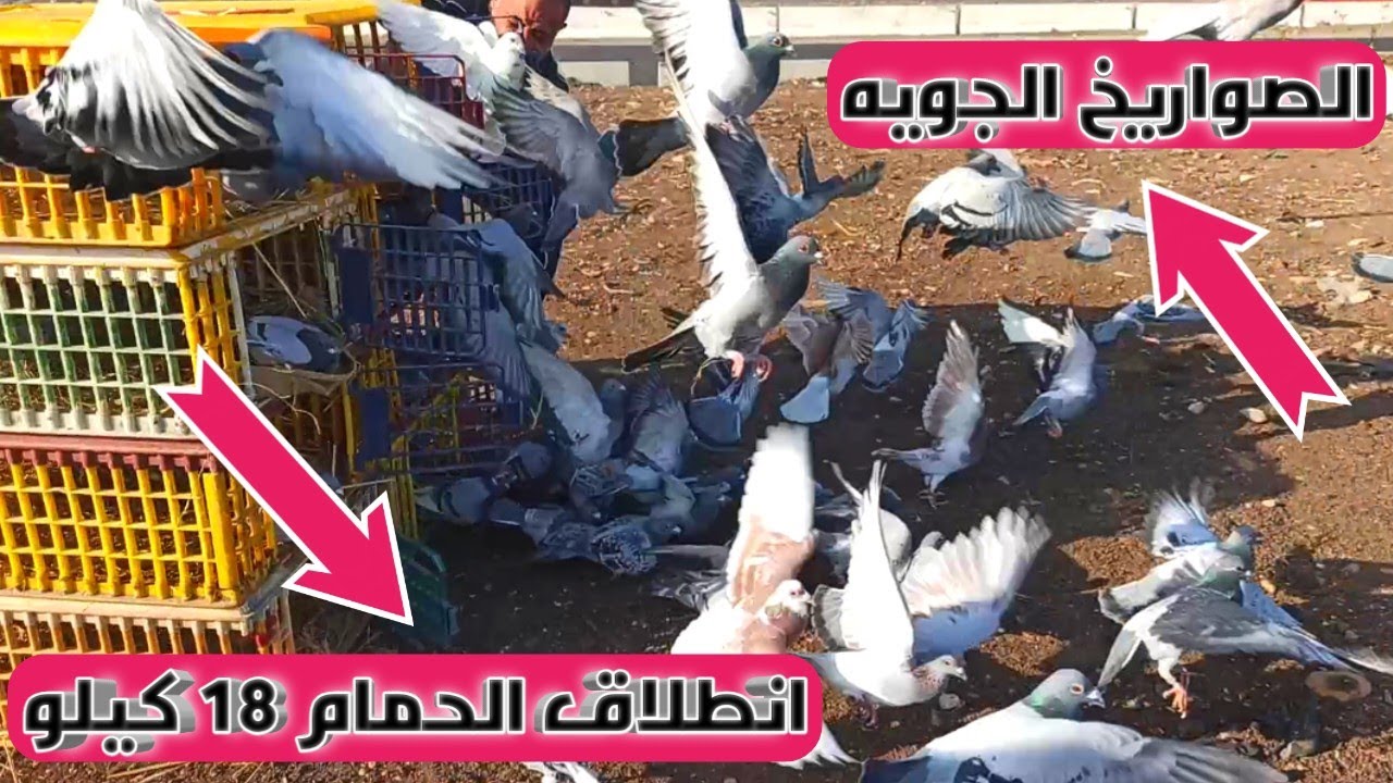 انطلاق الحمام الزاجل مسافه 18 كيلو (رابع تمرينه)