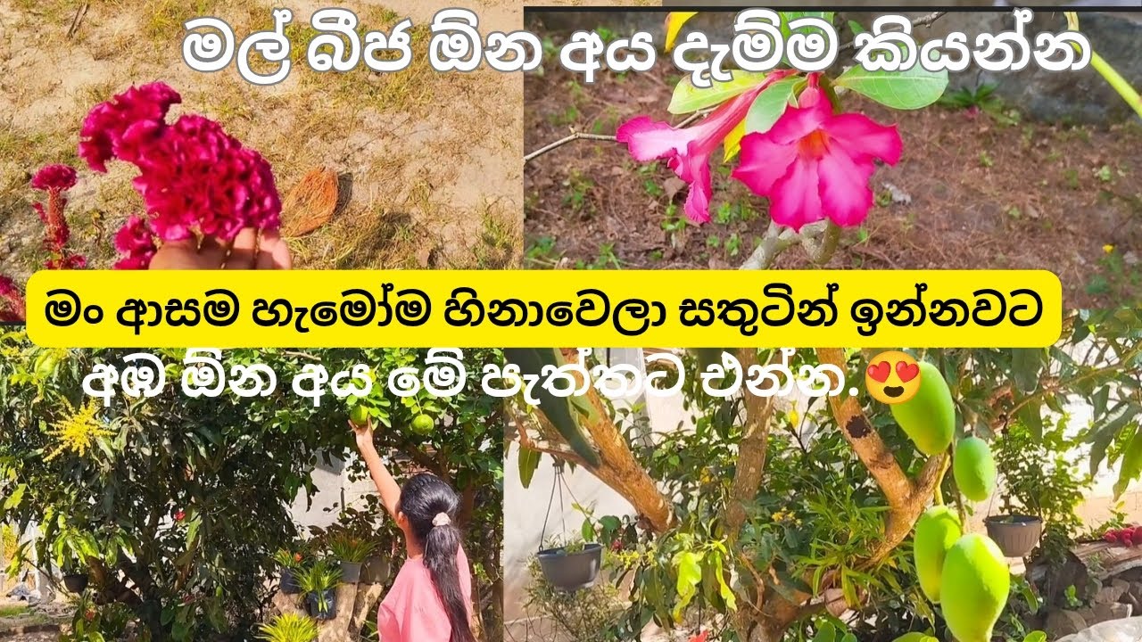 කෝ මල් බීජ ඕන අය ඉන්නවදෝ😍#Gardening #video #srilanka🇱🇰 #minivlog #shashi and shalani