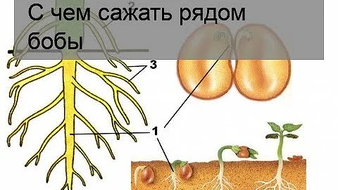 С чем сажать рядом бобы