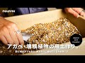 初心者でも簡単！アガベと塊根植物の用土作り。今年はこの土でいきます。｜用土｜植え替え