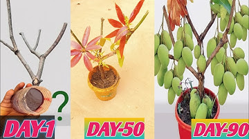 unique skill growing mango tree using onions with quick and easy technique | grafting mango tree