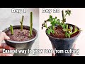 Easiest way to grow rose from cutting, How to plant rose from cutting