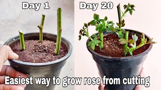 Easiest way to grow rose from cutting, How to plant rose from cutting