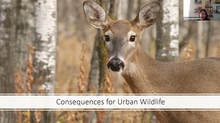2. GIS Day 2021: Inequitable Urban Environments for Wildlife (Sara Bombaci)