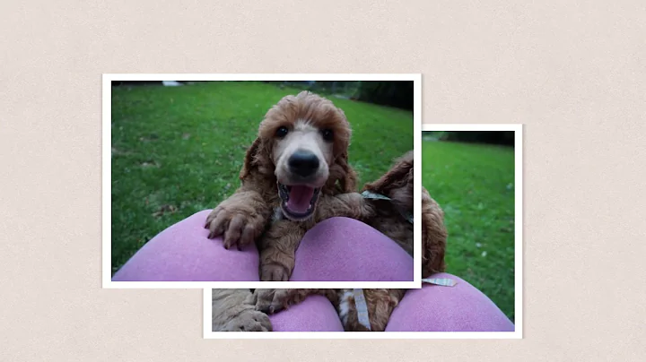 Red standard poodle puppies from birth to 9 weeks ...