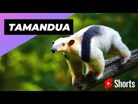 Video: Tamandua: edinstvena mravinjak in poseben ljubljenček