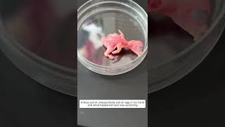 A Blue Parrot Laid an Egg in My Hand.