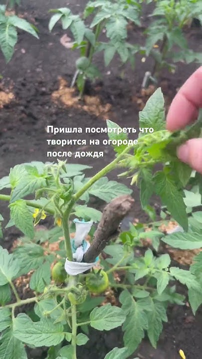 Помидоры в открытом грунте растут без проблем ,пока что 👌#огород #дача ...