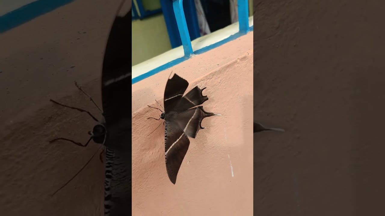 Tropical swallowtail moth 