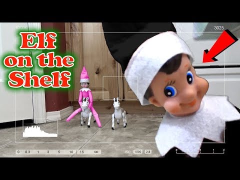elf-on-the-shelf-caught-on-camera!-every-clip-in-one-video!!-trinity-and-beyond