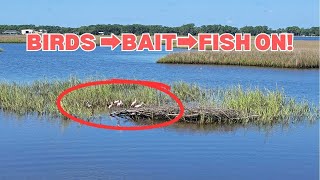 Do Birds Show You Exactly Where The Fish Are? by Salt Strong 6,120 views 1 month ago 7 minutes, 12 seconds