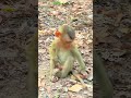 HEEY WHAT ARE YOU DOING? BABY MONKEY. #funnymonkeys #animalkingdom #monkeyadventures
