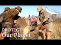 Protect our Planet | Conservation Collaborations | Dehorning Phinda