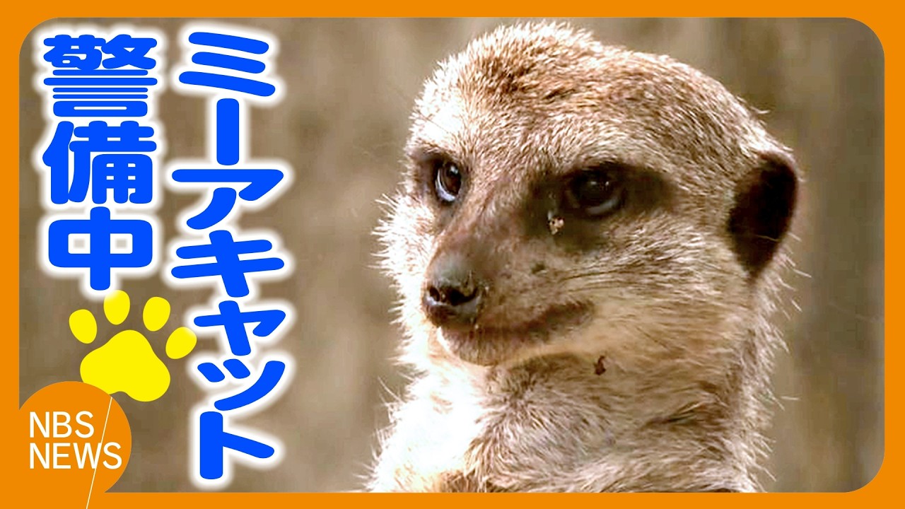ただ今 警備中” 小さくてたくましいミーアキャット - YouTube