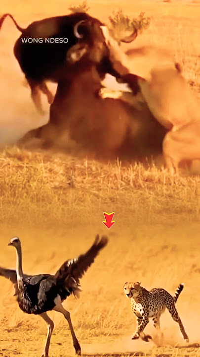 JAGUAR MENGEJAR BURUNG DI DEKAT SINGA DAN HEWAN INI BERTARUNG #foryou #shorts #fyp #lion #jaguar