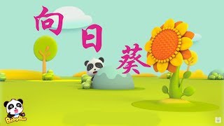 向日葵 | 3D動畫片 | 學漢字系列 | 寶寶巴士