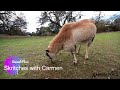 Carmen Enjoying Scratches