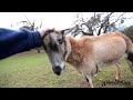 Carmen Enjoying Scratches