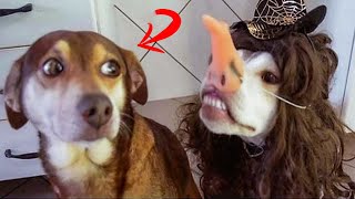 Laugh A Lot With The Most Funny Dramatic Dogs | Pets Island