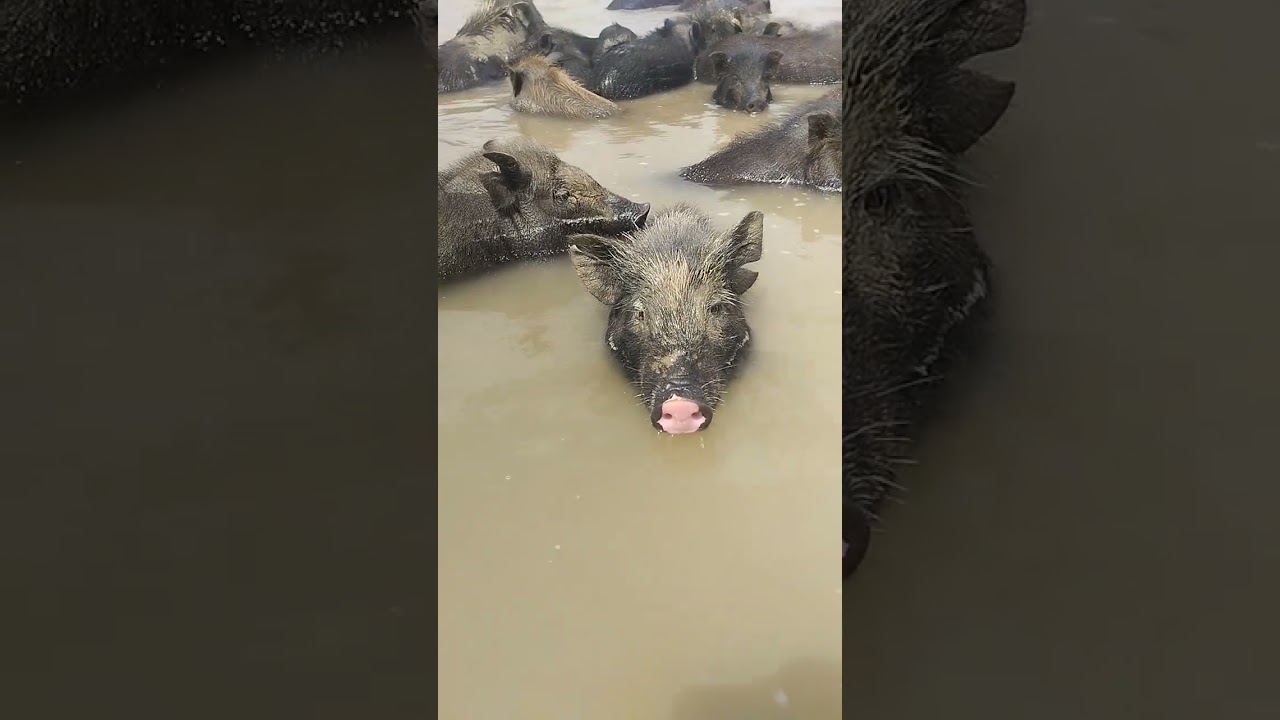 pigs bathing in river  