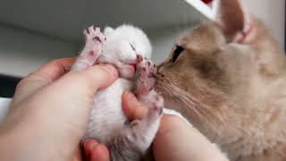 Baby Kitten Close-Up by Kitticanal 621 views 1 year ago 36 seconds