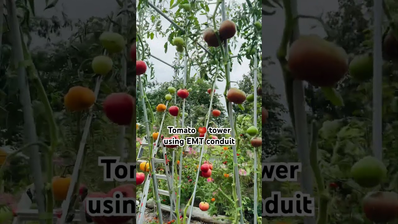 Is this the best way to grow tomatoes?!
