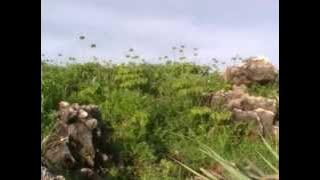 Leo Kristi - Di Atas Bukit Utara