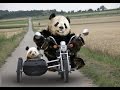 Top Funny Panda Videos Compilation 2017 [BEST OF]