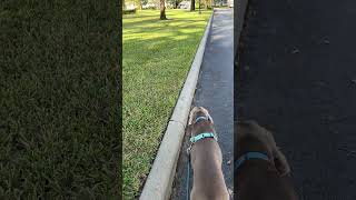 Don't make a move! There are squirrels a foot! #weims  #shorts #weimaraner #dogs #puppies #asmr